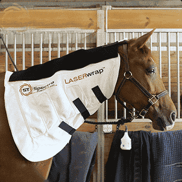laser therapy for horses wearable laser therapy for the neck and body for horses