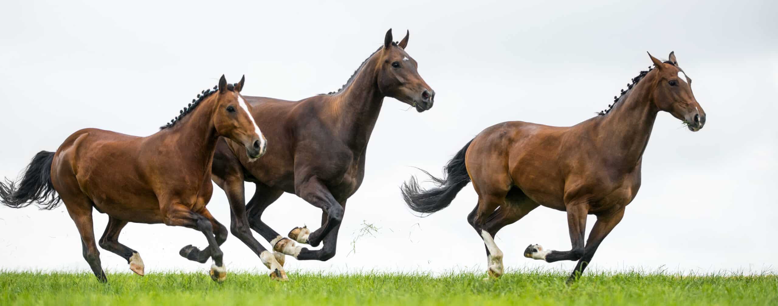 laser therapy for horses horses running after laser therapy treatment