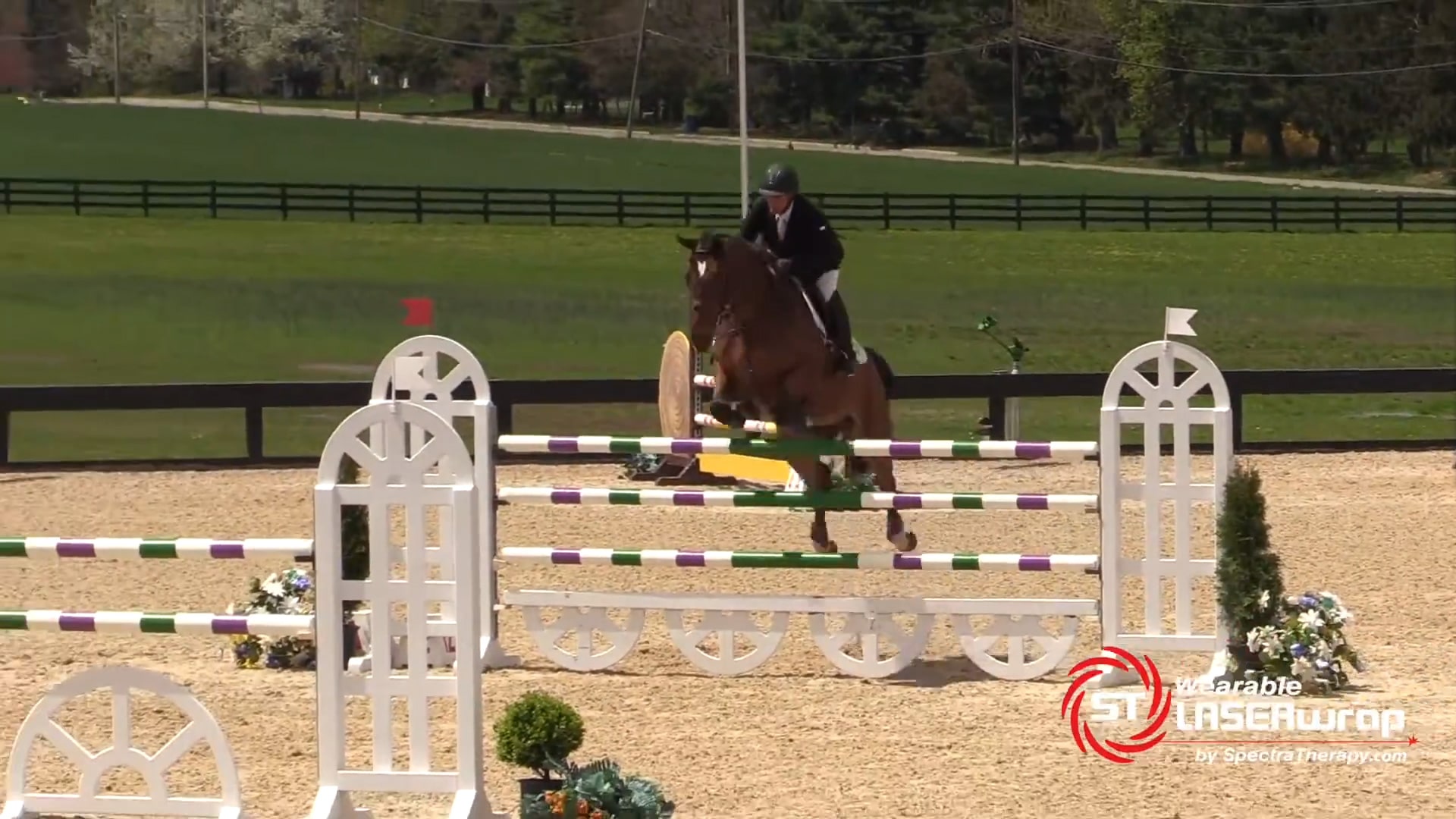 laser therapy for horses horse show jumping after laser therapy treatment