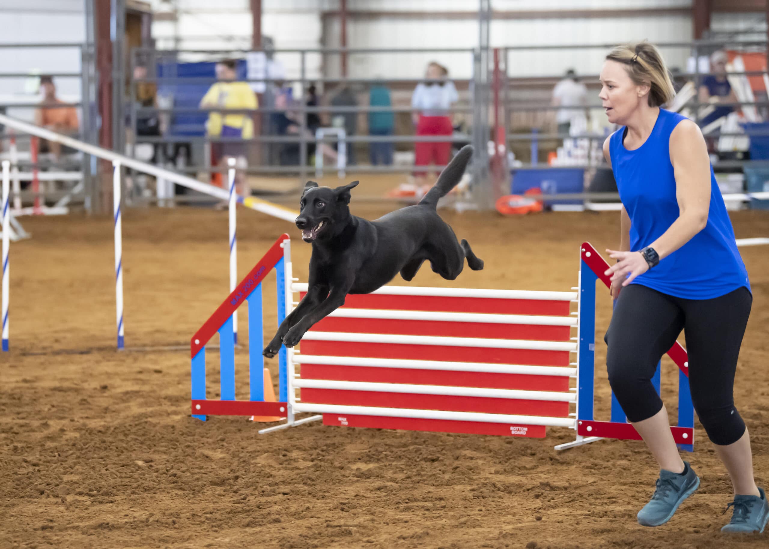 laser therapy for dogs Dog and trainer performing at a dog show