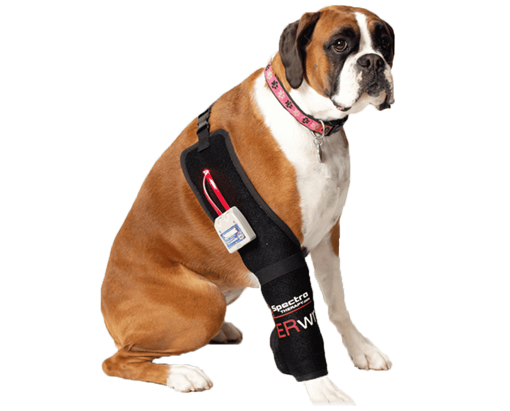 laser therapy for dogs Dog and Cat Hip and Leg