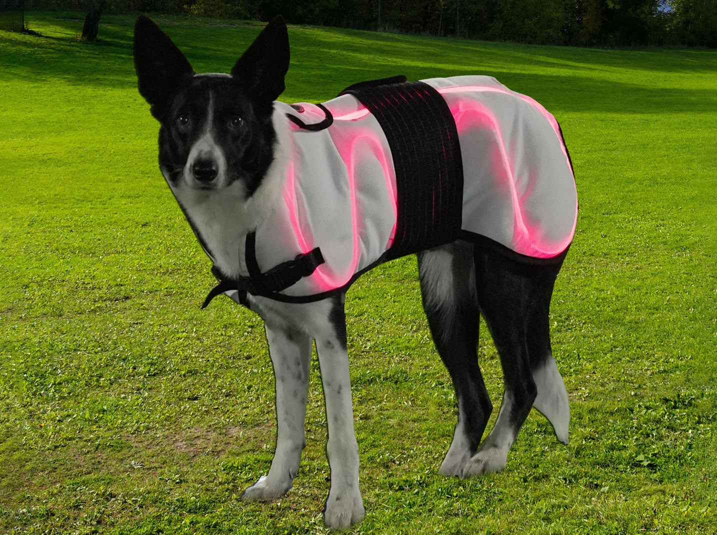 Laser therapy for dogs Border Collie wearing Dog Coat system
