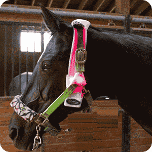 Horse Poll