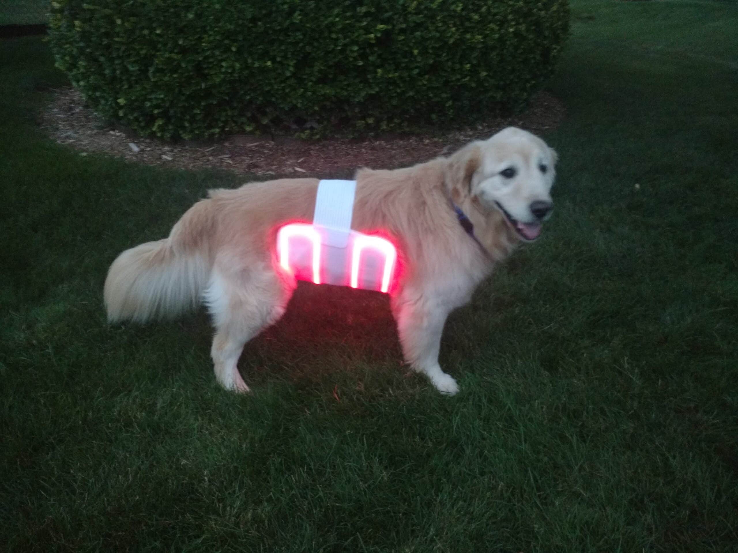 dog-underbelly-retriever
