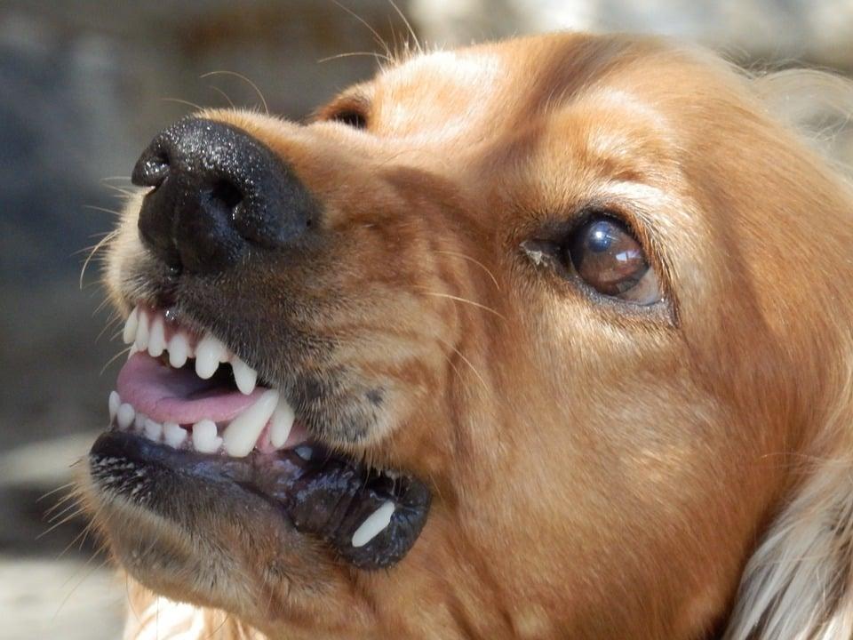 growling dog