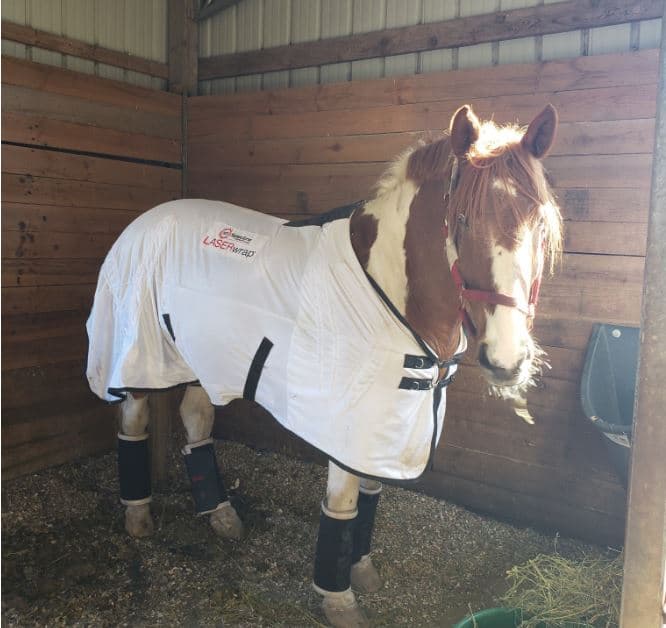 LASERwrap® Equine Blanket with Tendon Boots Laser System