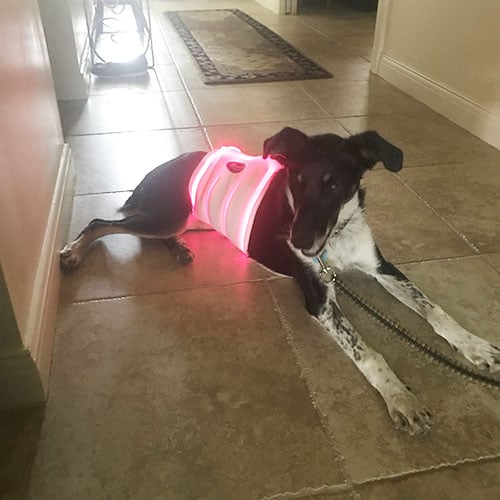 Conical Short Wrap shown on Dog