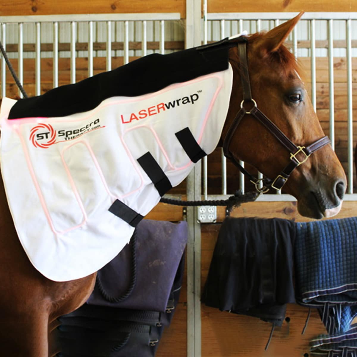 equine Neck Care