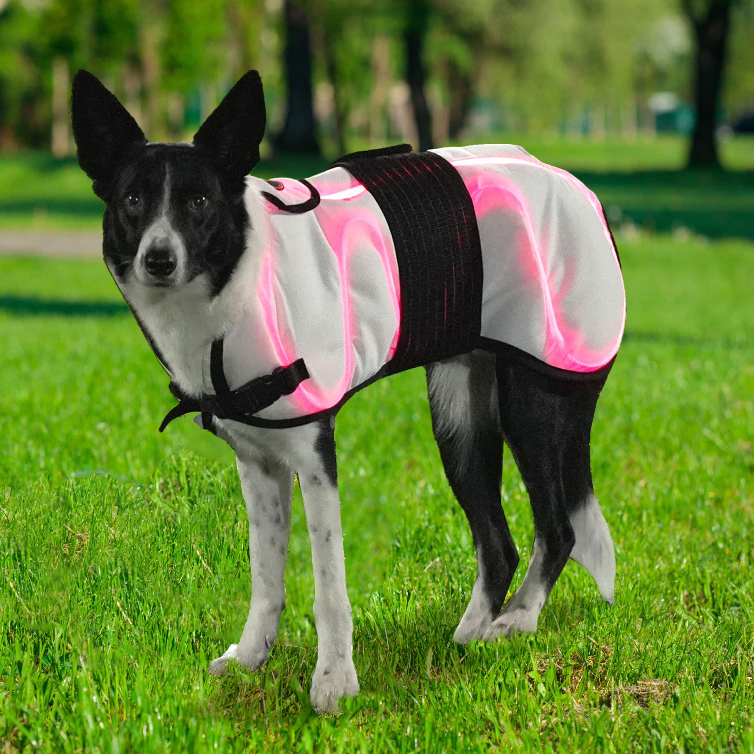 LASERwrap® Canine Professional System