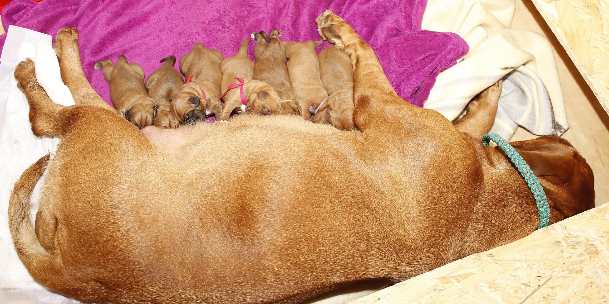 dog-feeding-litter