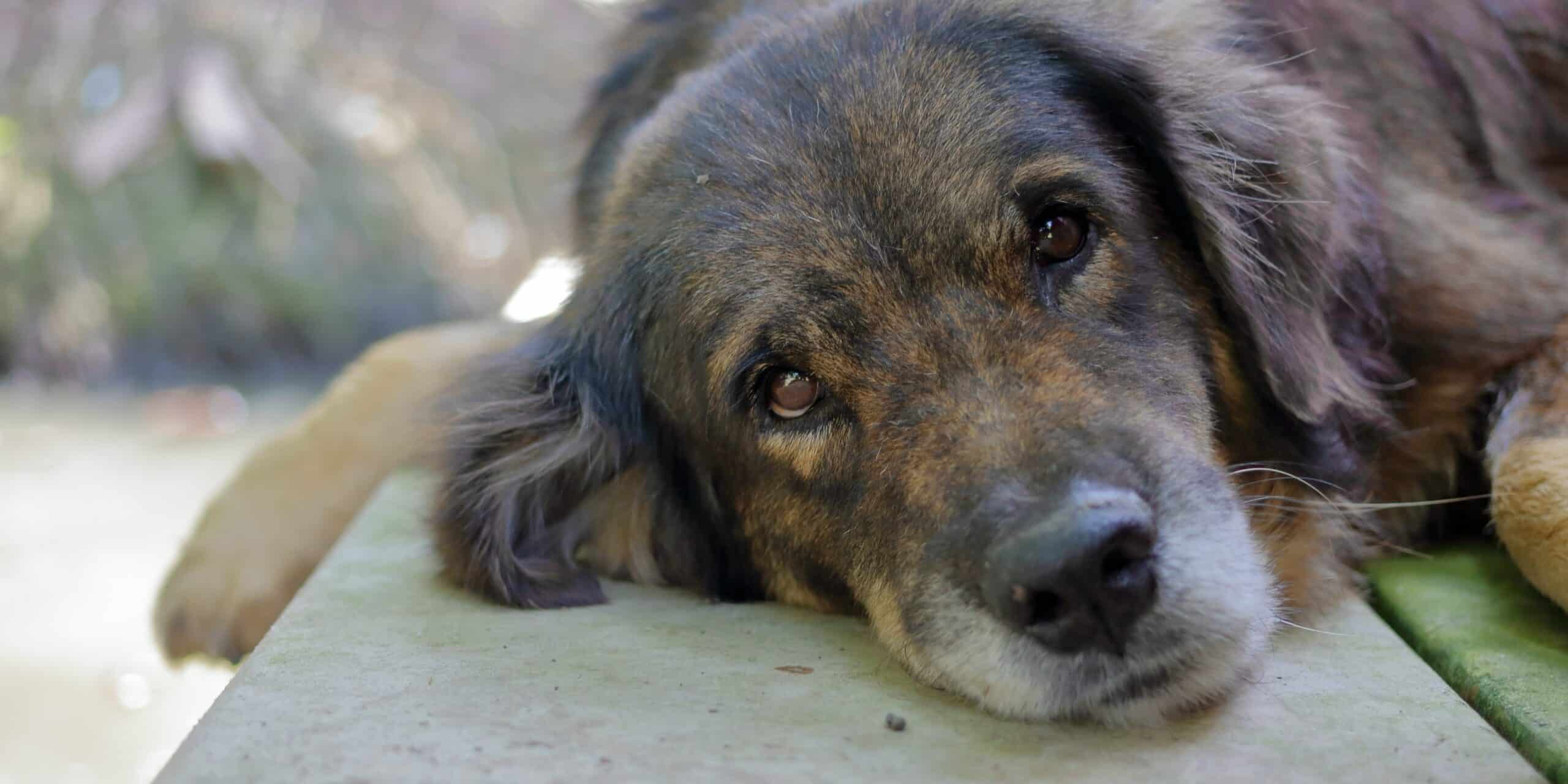 dog-laying-concern