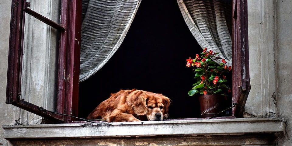 arthritis dog care