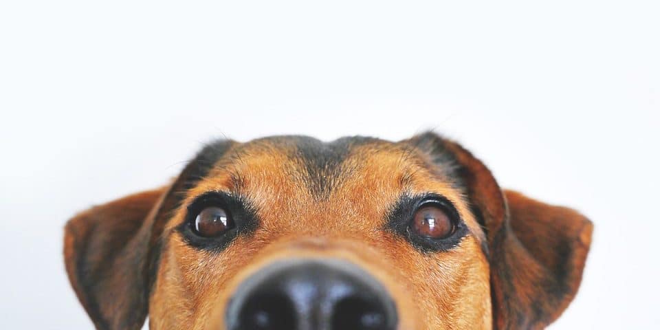 dog digestion