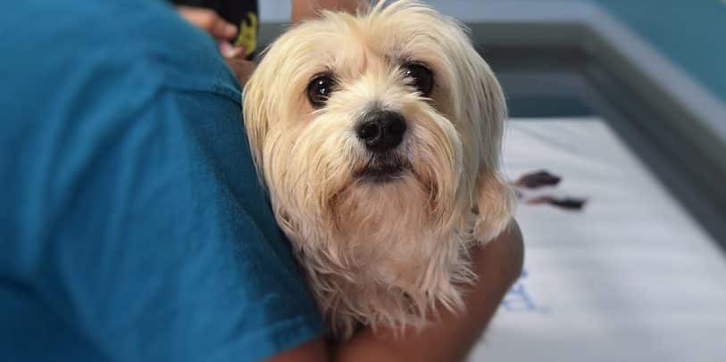 dog heal after acl surgery