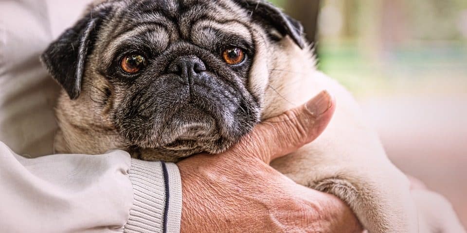 dog injury