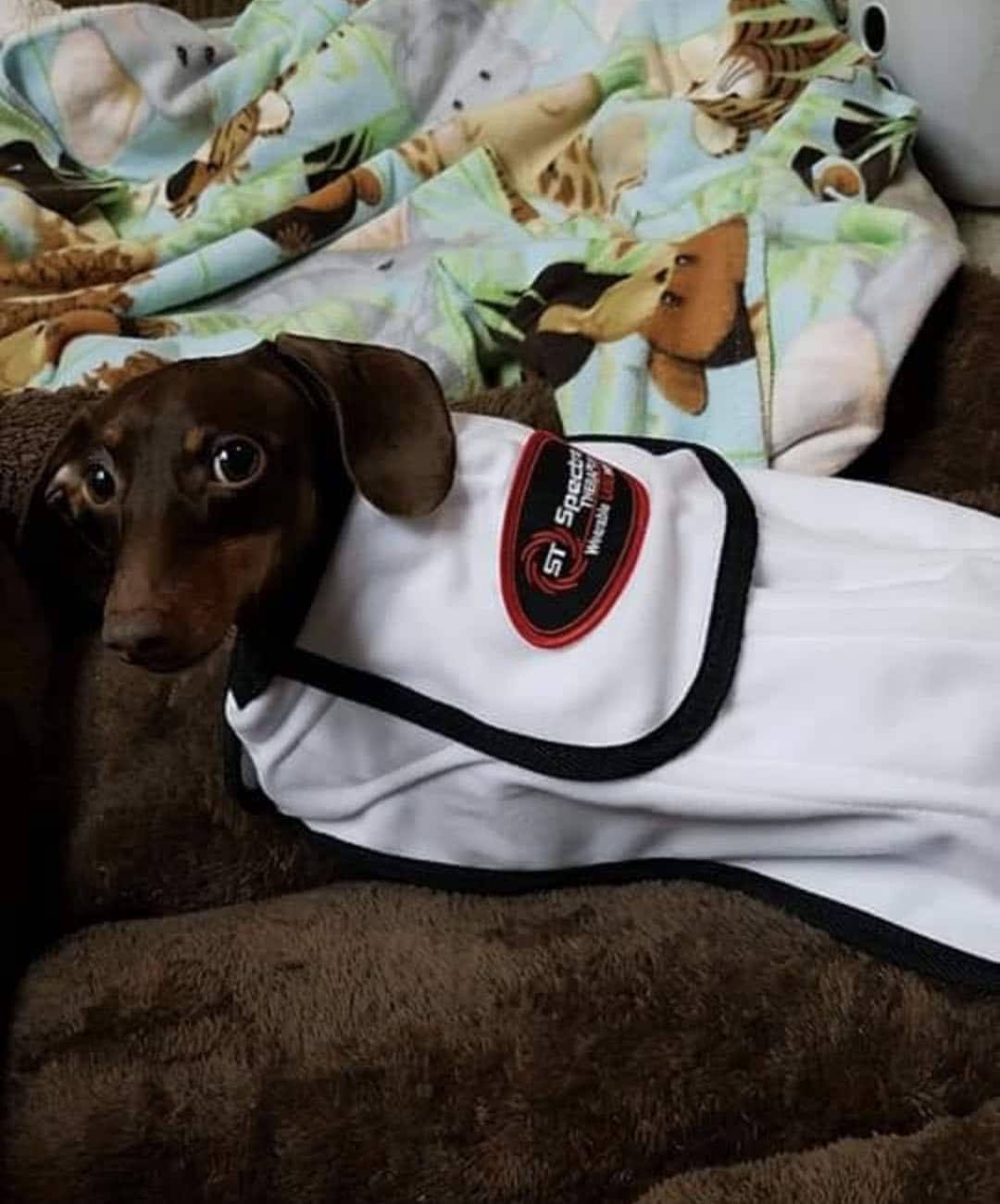 Dachshund treated for IVDD (Disc Disease)