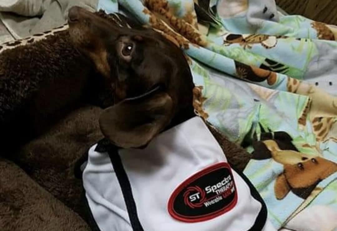 Dachshund treated for IVDD (Disc Disease)