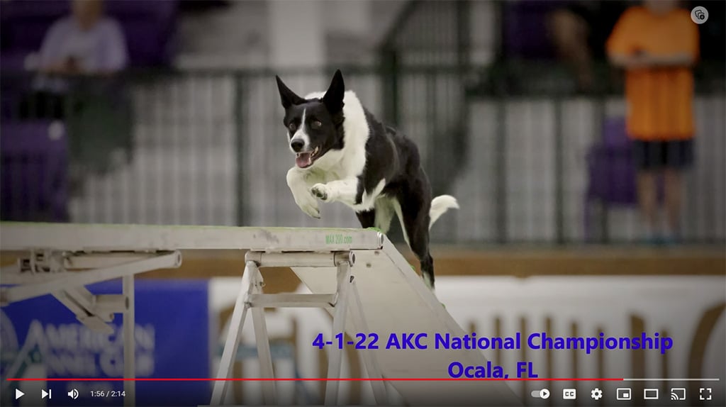 Dave Barnetts Dog K at Masters