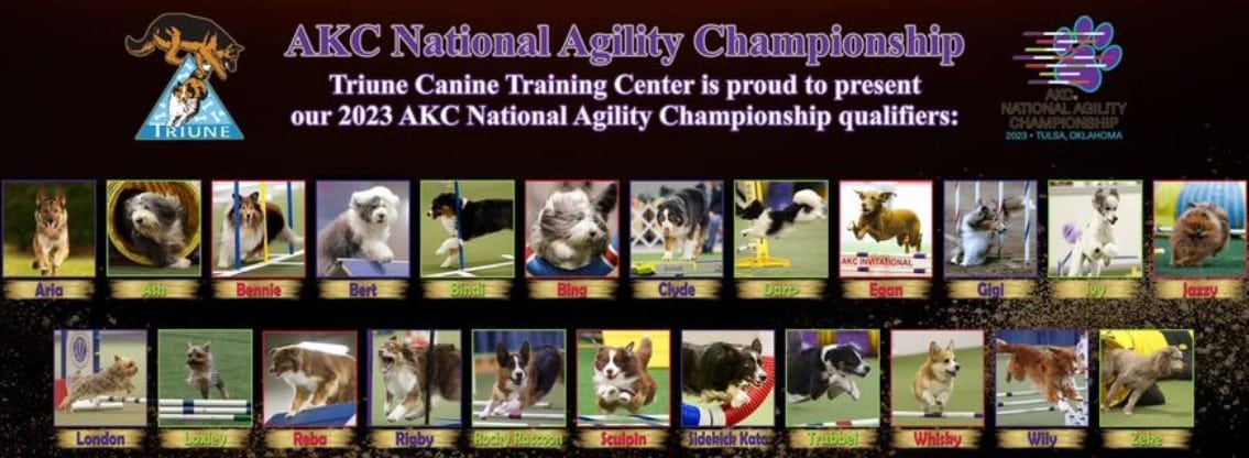 AKC National Agility Championship